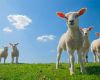 lammetjes in de wei
